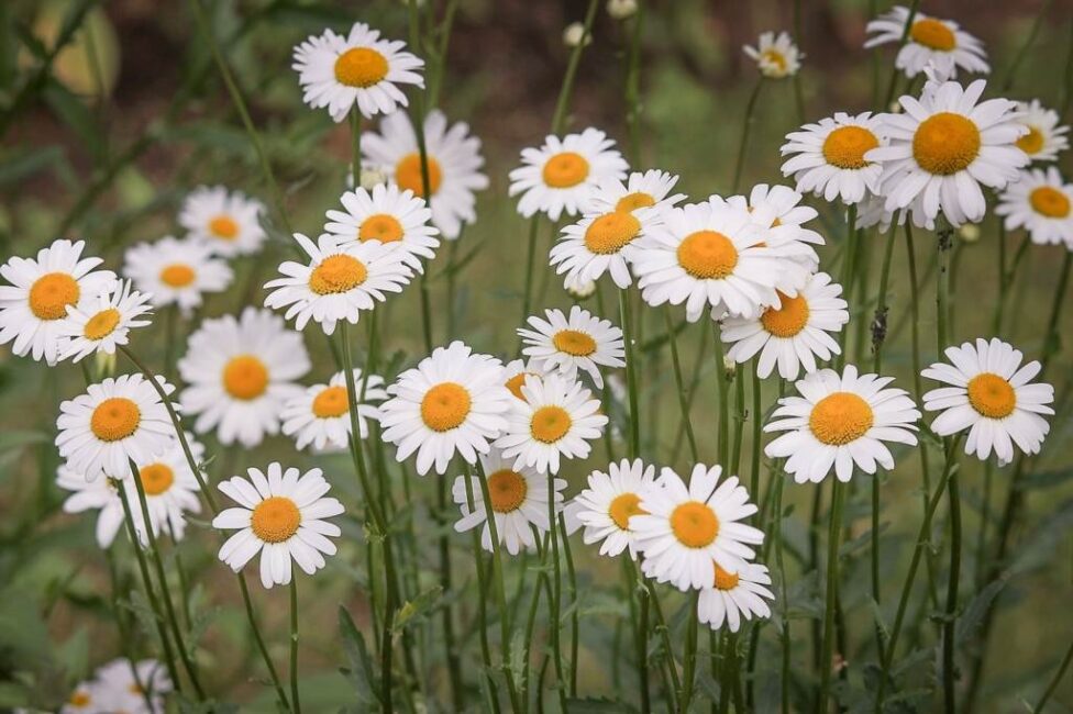 Stokrotki kiedy są najpiękniejsze